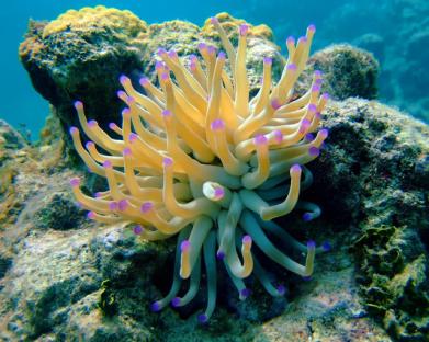 sea anemone